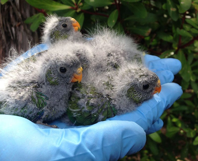 Nestlings of the endangered orange-bellied parrot