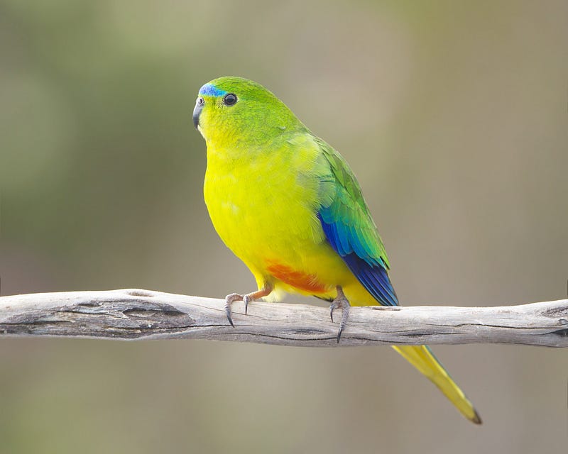 A male orange-bellied parrot in its natural habitat