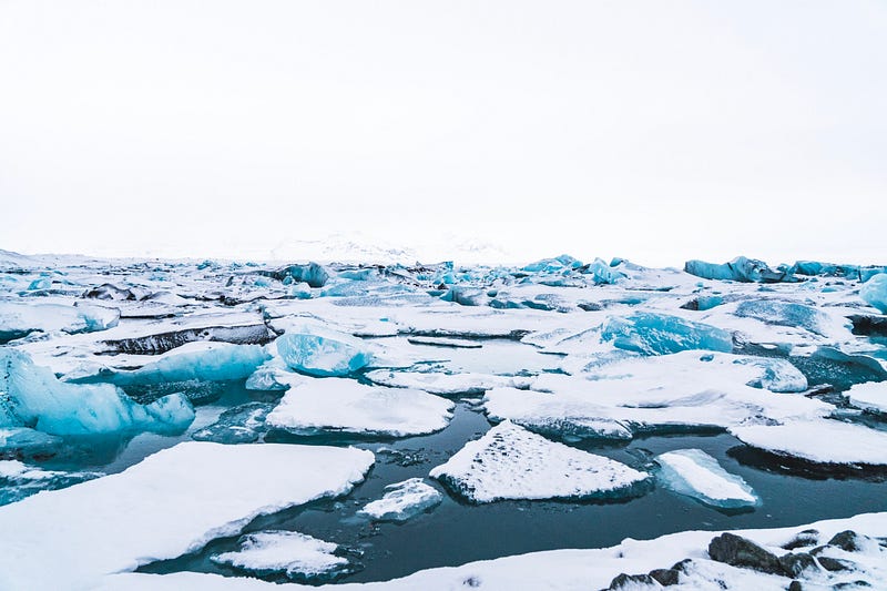 Polar wildlife relying on sea ice