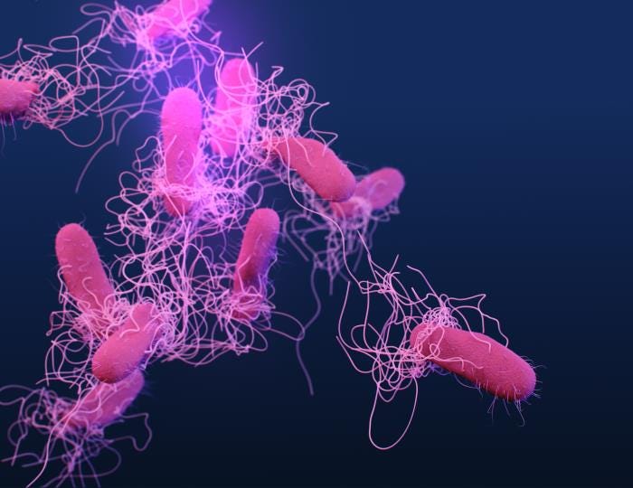 Bacteria causing typhoid fever