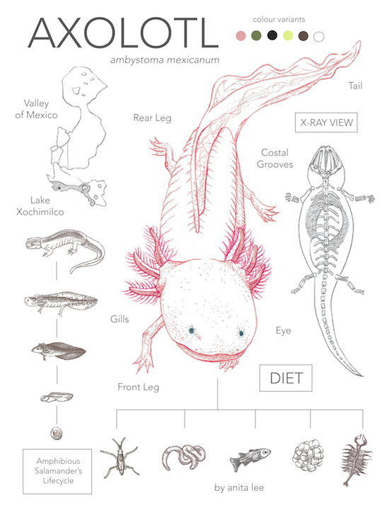 Overview of Axolotl Biology