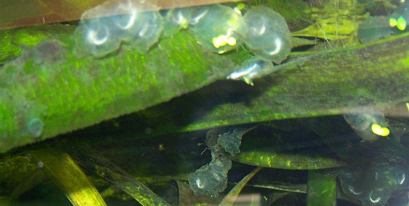 Axolotl Eggs