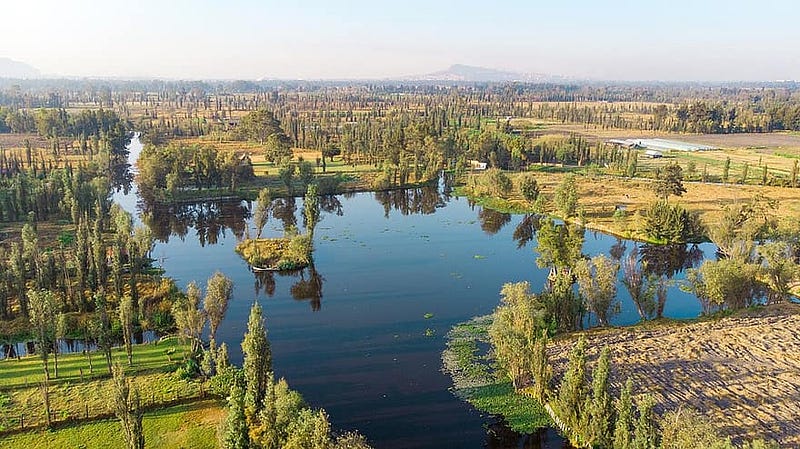 Lake Xochimilco, a critical habitat for Axolotls