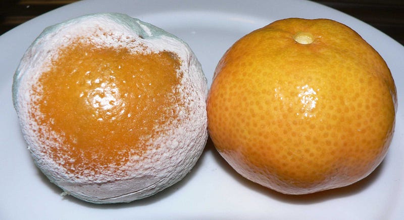 Penicillium mold growing on fruit