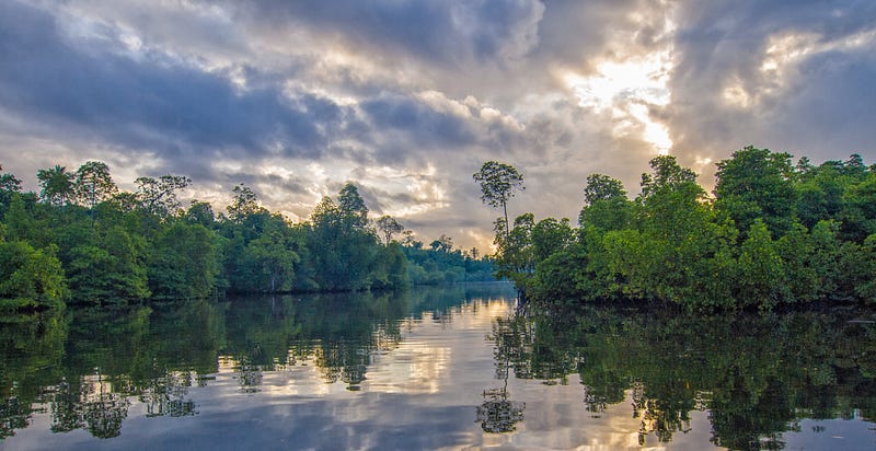 Mangrove wetlands in the Sundarbans