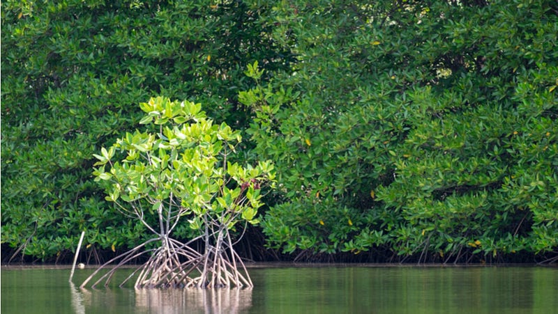 Illustration of mangrove ecosystem dynamics