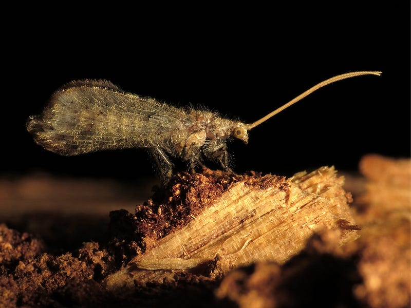 Beaded lacewing, the tiny predator