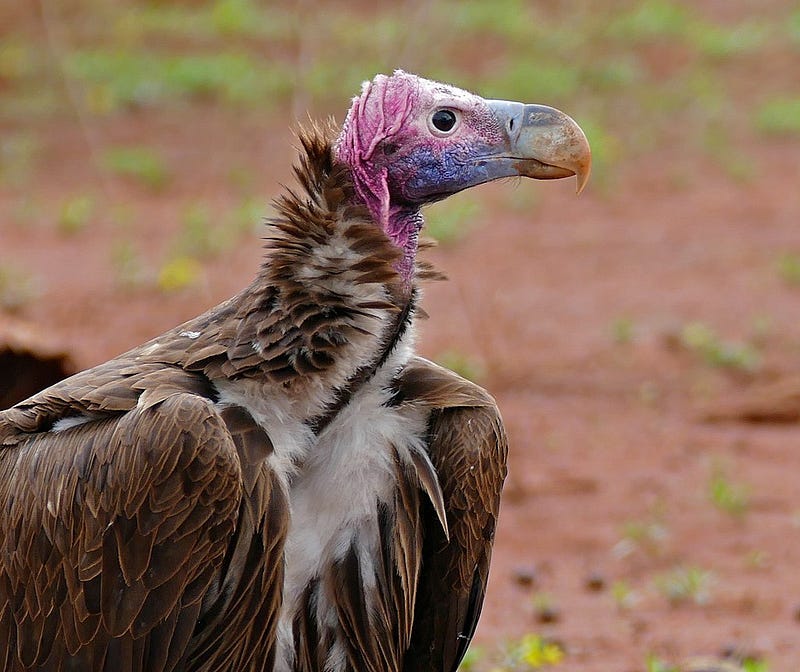 Lappet-faced vulture in its habitat