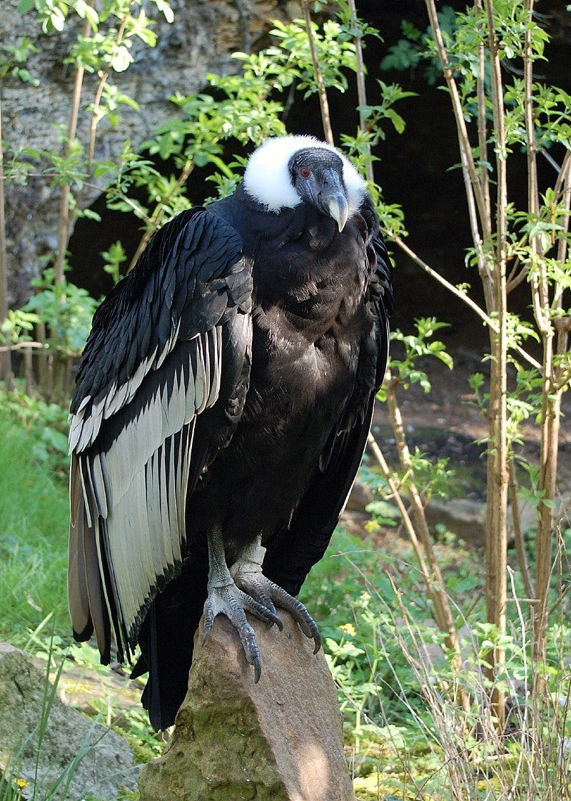 Andean condor in flight