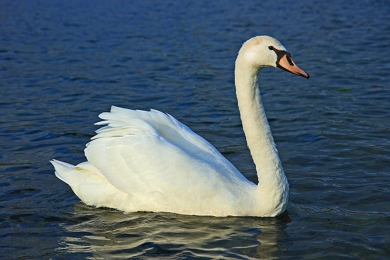 Mute swan showcasing its beak