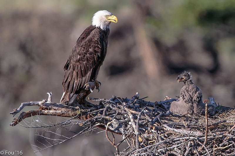 Adult bald eagle and eaglet