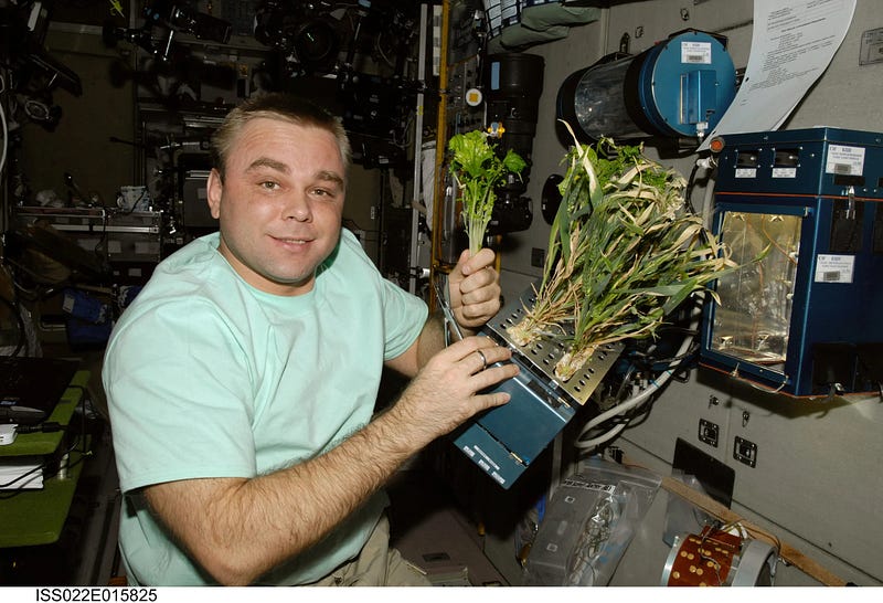 Fresh produce cultivated aboard the International Space Station.