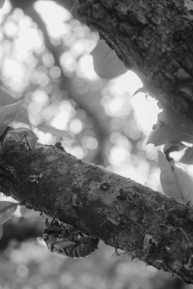 Cicadas creating a summer soundscape.