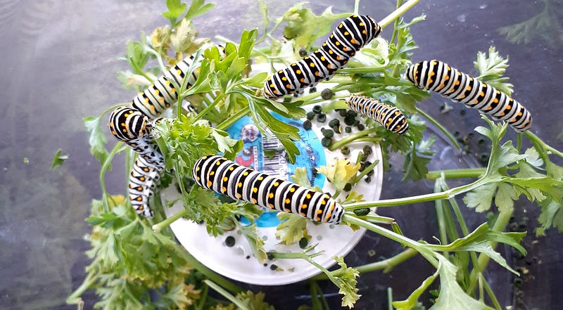 Swallowtail caterpillars on dill plants