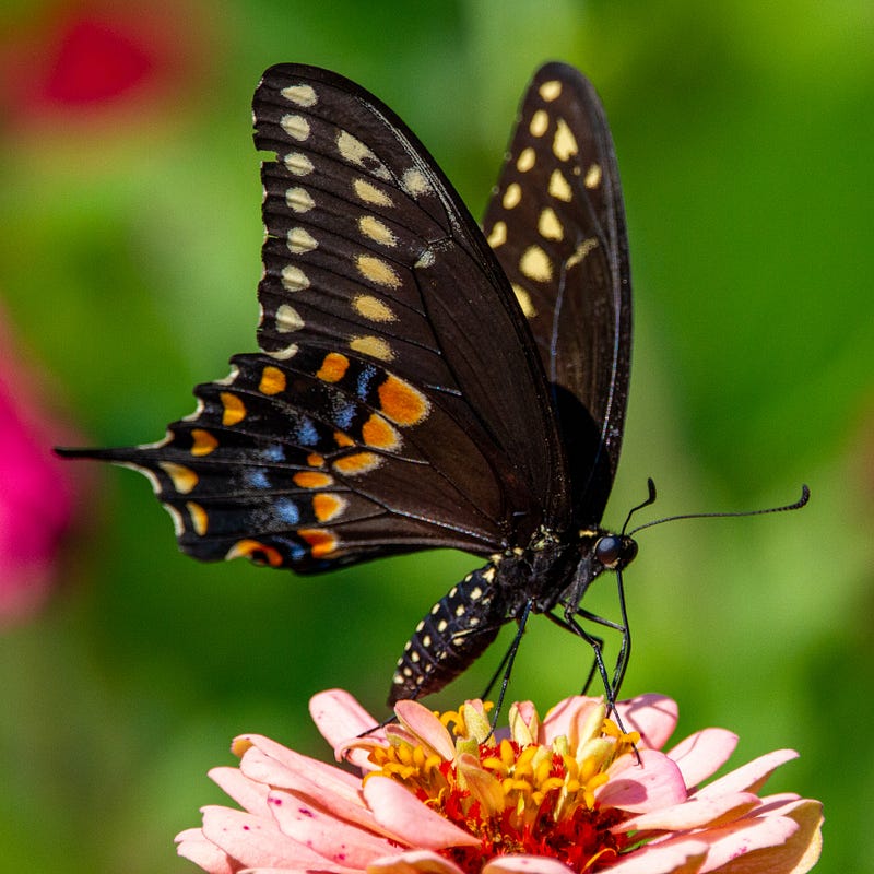 Close-up of Swallowtail caterpillars