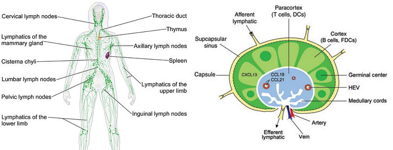 Diagram of lymph nodes and immune cells