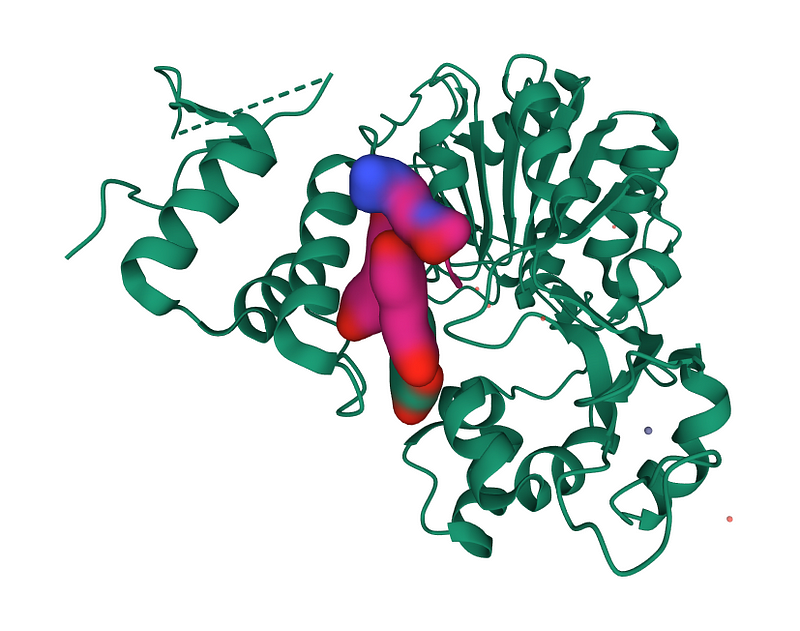 SIRT1 and Resveratrol Interaction