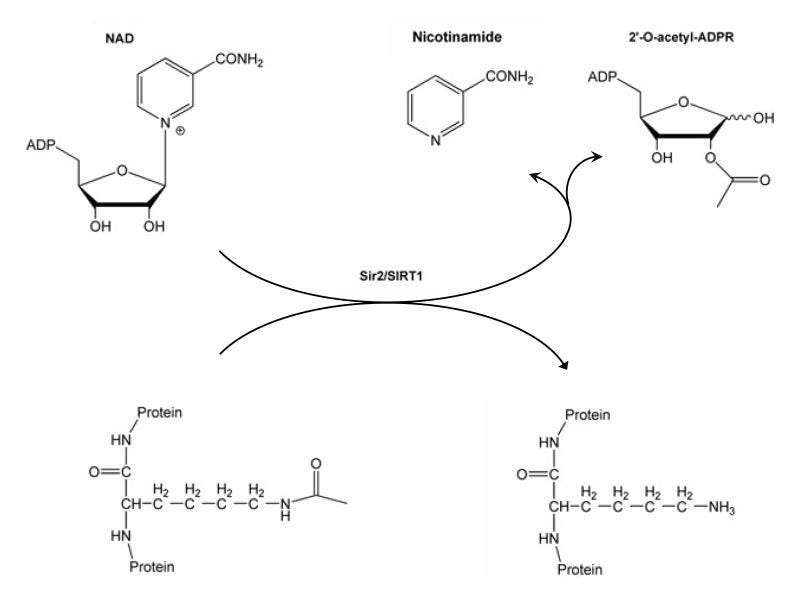 NAD+ and SIRT1 Functionality