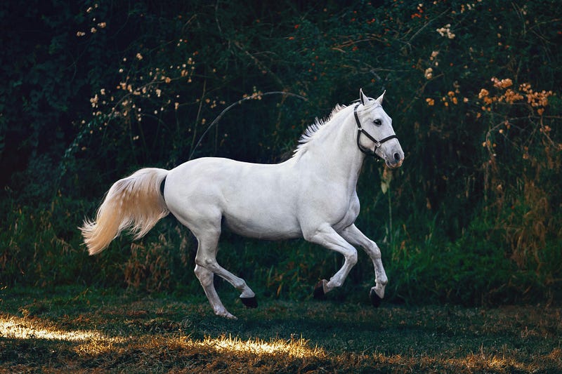 Analysis of horse remains in Patagonia