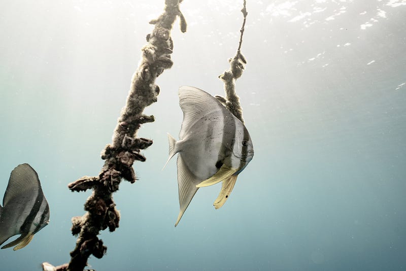 Dusky Batfish swimming in coral reefs