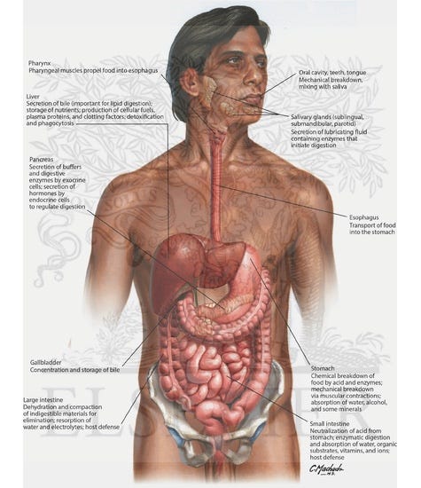 Diagram of digestive tract showing movement of gas and liquid