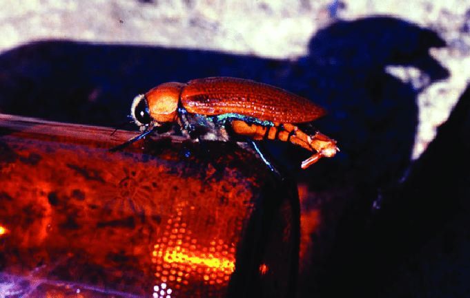 A male Julodimorpha bakewelli beetle attempting to mate with a beer bottle.