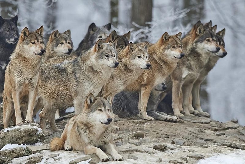 Immune adaptations in wolves