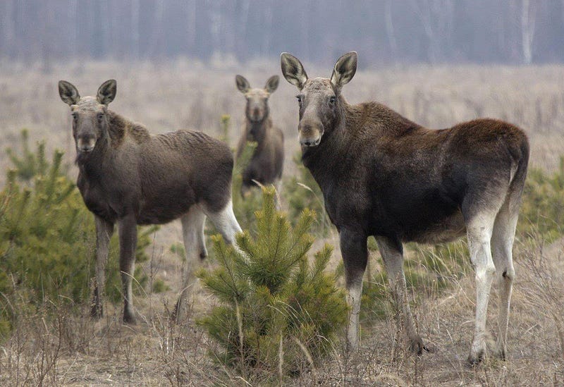 Wildlife in Chernobyl