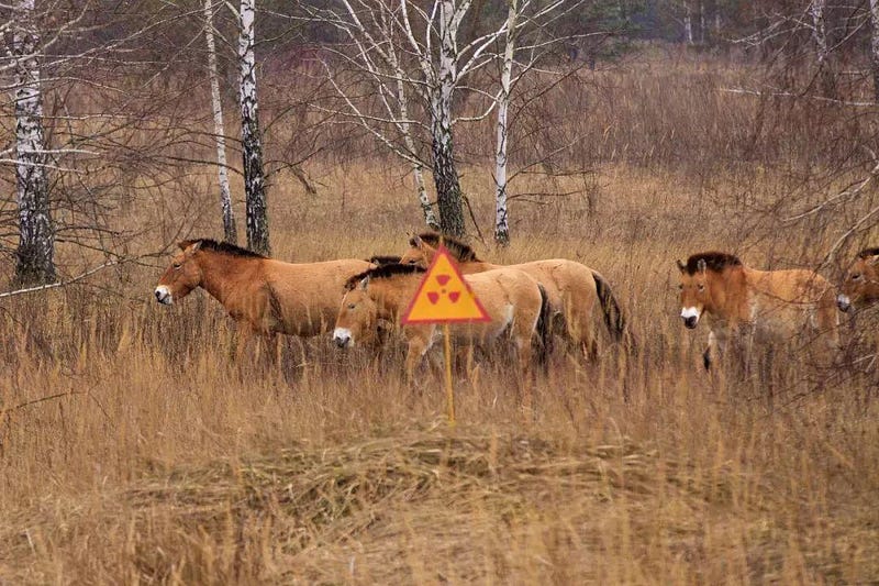 Przewalski's horses in Chernobyl