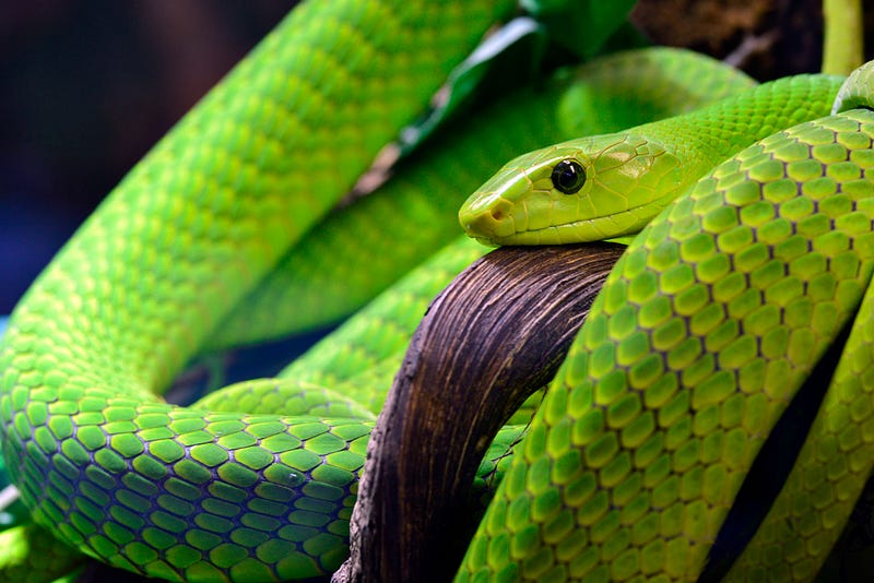 Stunning view of an Australian landscape with snakes