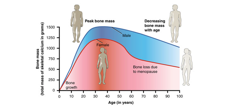 Understanding Bone Density