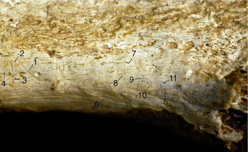 Analysis of cut marks on ancient bones