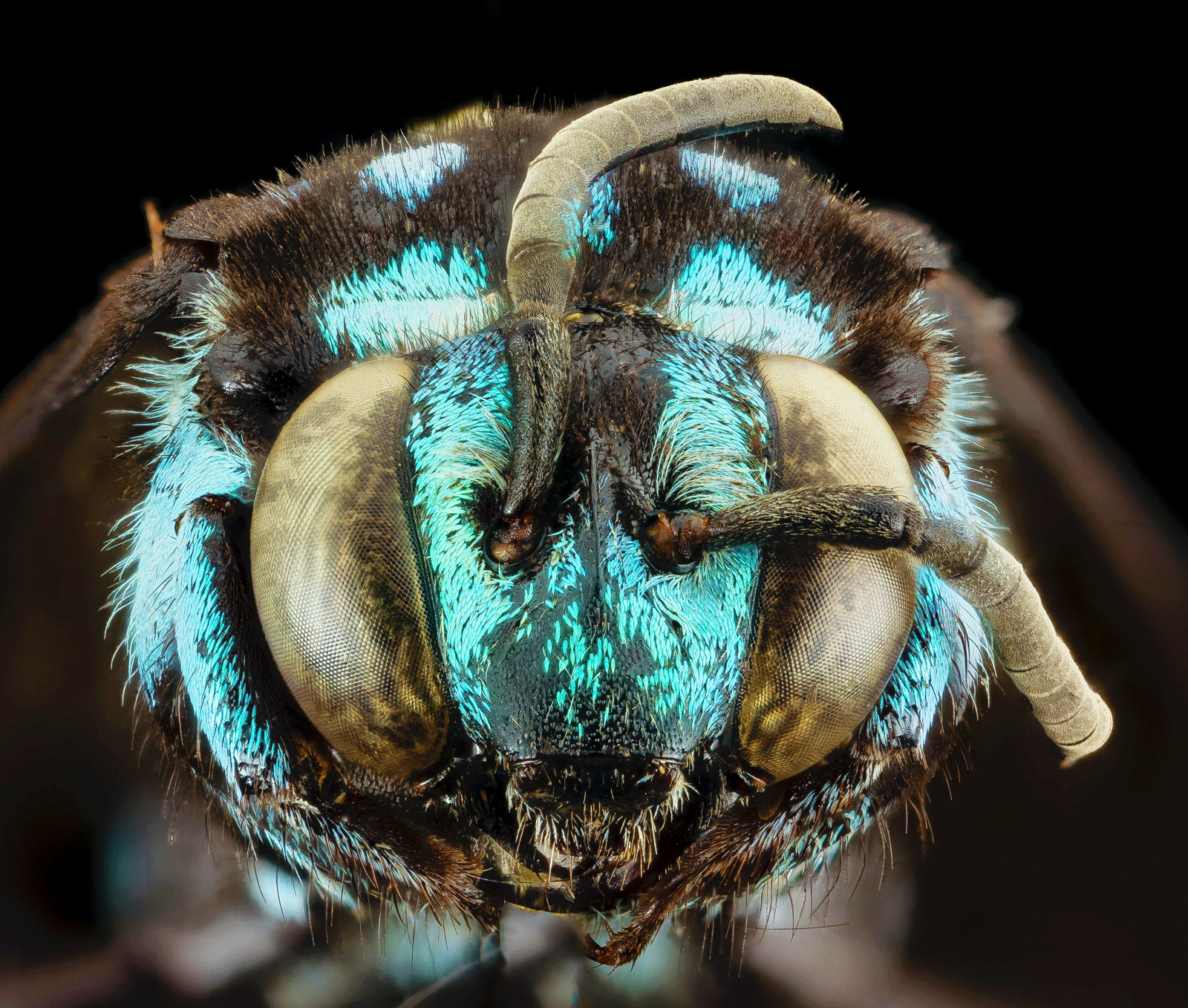 Fly under a microscope