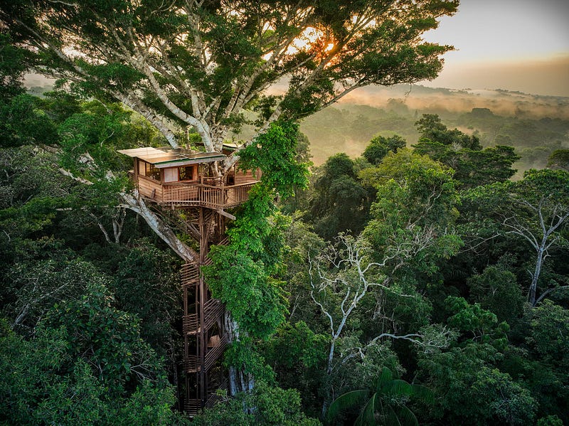 Treehouse construction as a symbol of hope and action.