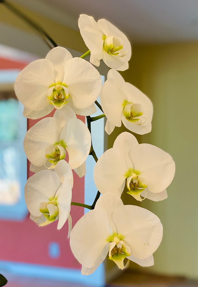 Orchid representing enduring love and memory