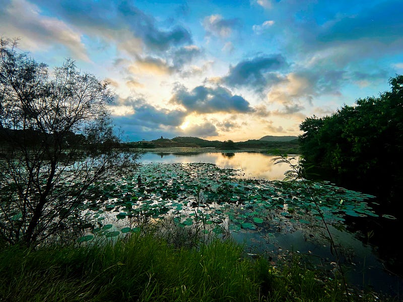 Scenic view of nature during a walk